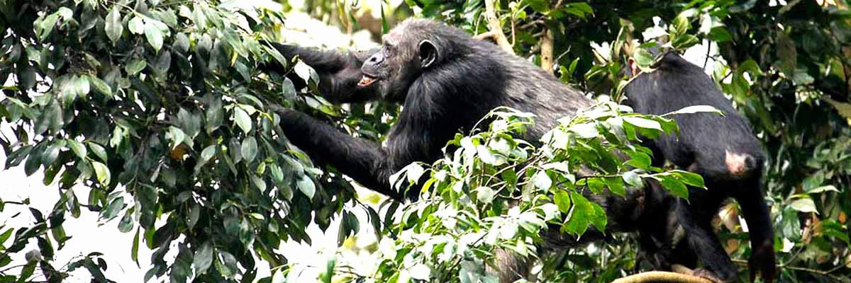 Chimpanzee Tracking in Nyungwe Forest National Park