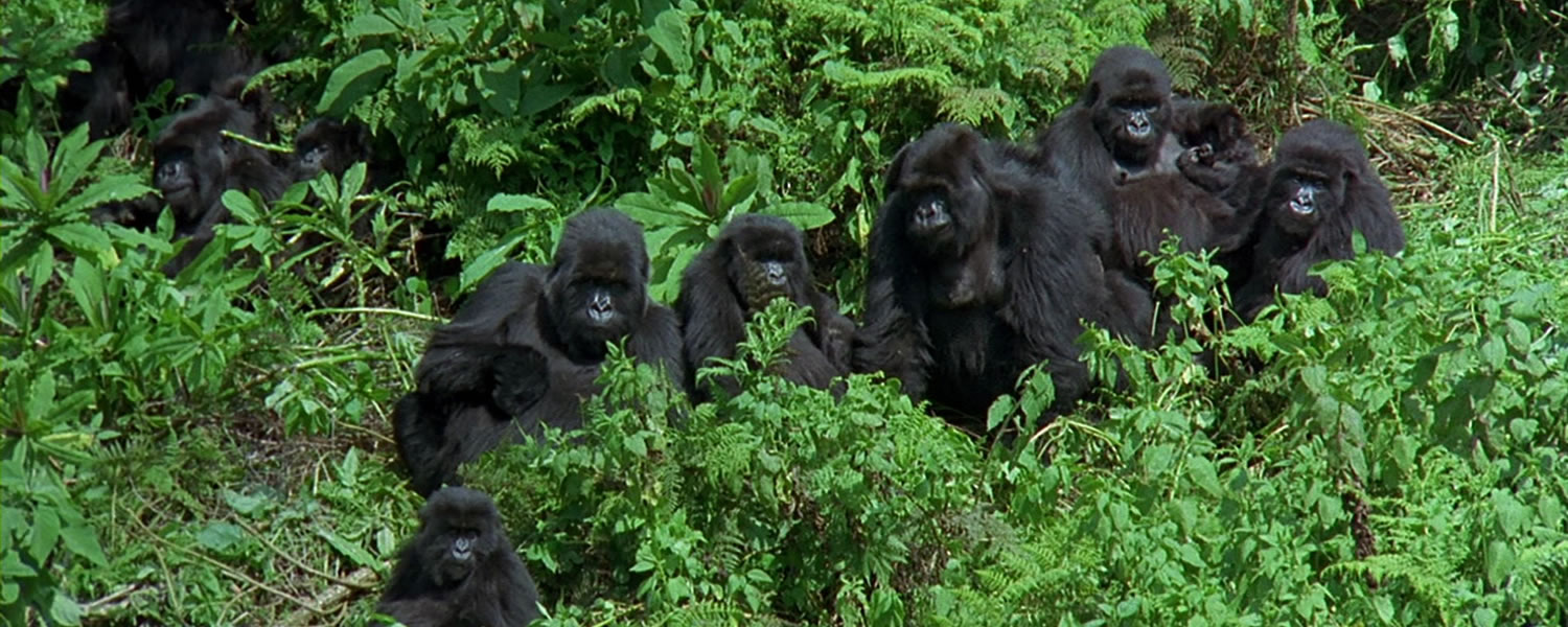 Gorilla Safaris in Rwanda Rwanda Gorilla trek